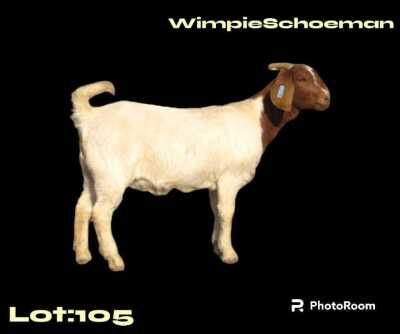 1X BOER GOAT FLOCK DOE WIMPIE SCHOEMAN BOERBOKSTOET