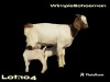 1X BOER GOAT FLOCK DOE WIMPIE SCHOEMAN BOERBOKSTOET