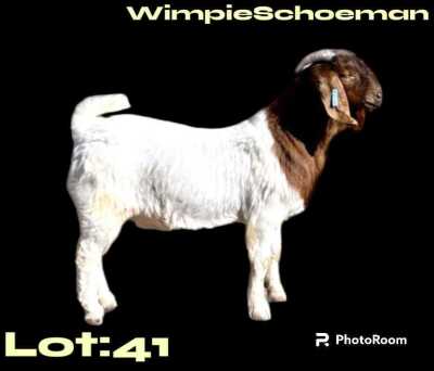 1X BOER GOAT STUD BUCK WIMPIE SCHOEMAN BOERBOKSTOET