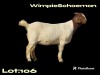 1X BOER GOAT FLOCK DOE WIMPIE SCHOEMAN BOERBOKSTOET