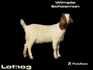 WITHDRAWN - 1X BOER GOAT DOE WIMPIE SCHOEMAN BOERBOKSTOET