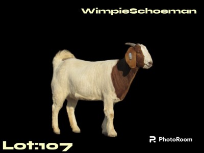 1X BOER GOAT FLOCK DOE WIMPIE SCHOEMAN BOERBOKSTOET