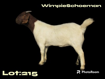 WITHDRAWN - 1X BOER GOAT DOE WIMPIE SCHOEMAN BOERBOKSTOET