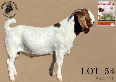 1X BOER GOAT FLOCK BUCK WORLDS VIEW BOER GOATS