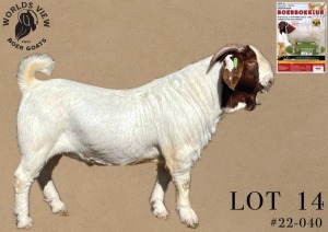 1X BOER GOAT FLOCK BUCK WORLDS VIEW BOER GOATS