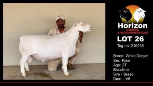 1X STUD WHITE DORPER RAM HORIZON WIT DORPERS