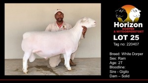 1X FLOCK WHITE DORPER RAM HORIZON WIT DORPERS