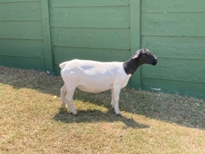 1X FLOCK DORPER OOI/EWE ERINA DORPERS