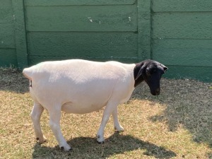 1X PREGNANT FLOCK DORPER OOI/EWE ERINA DORPERS