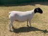 WITHDRAWN - 1X DORPER OOI/EWE ERINA DORPERS