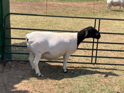 1X PREGNANT STUD DORPER OOI/EWE ERINA DORPERS