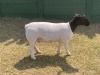 1X STUD DORPER OOI/EWE ERINA DORPERS