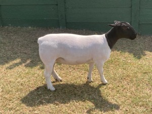 1X STUD DORPER OOI/EWE ERINA DORPERS