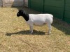 1X PREGNANT T5 DORPER OOI/EWE ERINA DORPERS