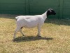 1+1X STUD DORPER OOI/EWE ERINA DORPERS