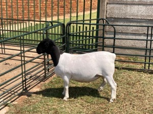 1X PREGNANT FLOCK DORPER OOI/EWE ERINA DORPERS