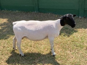 1+2X STUD DORPER OOI/EWE ERINA DORPERS