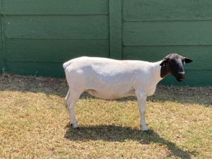 1X PREGNANT STUD DORPER OOI/EWE ERINA DORPERS