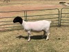 1X PREGNANT FLOCK DORPER OOI/EWE ERINA DORPERS