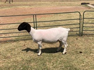 1X PREGNANT FLOCK DORPER OOI/EWE ERINA DORPERS