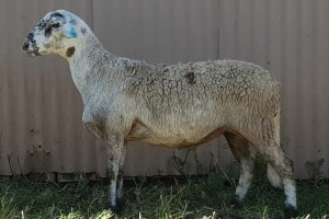 1X OOI/EWE B3 Genetics - Charles Freeme - 074 207 0007