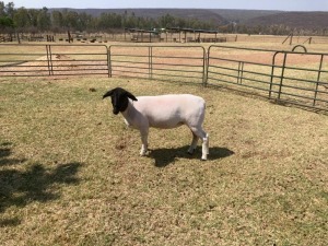 1X STUD DORPER OOI/EWE ERINA DORPERS