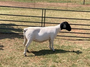 1X STUD DORPER OOI/EWE ERINA DORPERS