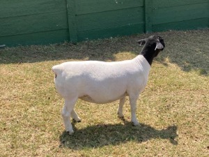 1X PREGNANT T5 DORPER OOI/EWE ERINA DORPERS