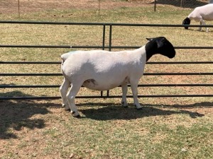 1X PREGNANT FLOCK DORPER OOI/EWE ERINA DORPERS