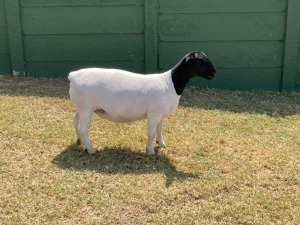 1X T5 DORPER OOI/EWE ERINA DORPERS