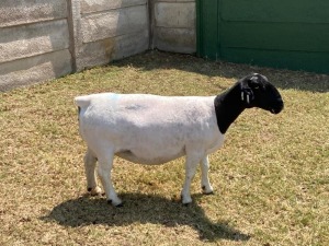 WITHDRAWN - 1+1X DORPER OOI/EWE ERINA DORPERS