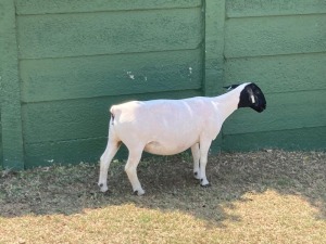 1X PREGNANT STUD DORPER OOI/EWE ERINA DORPERS