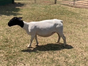 1X PREGNANT FLOCK DORPER OOI/EWE ERINA DORPERS