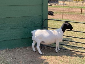 1X PREGNANT T5 DORPER OOI/EWE ERINA DORPERS