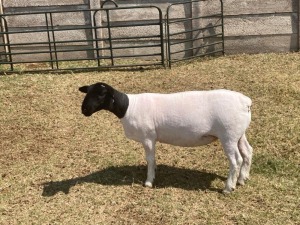 1X STUD DORPER OOI/EWE ERINA DORPERS