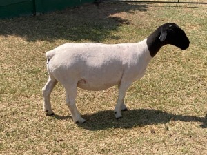 1X PREGNANT FLOCK DORPER OOI/EWE ERINA DORPERS