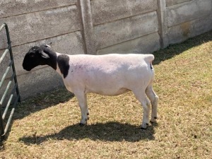 1X PREGNANT STUD DORPER OOI/EWE ERINA DORPERS