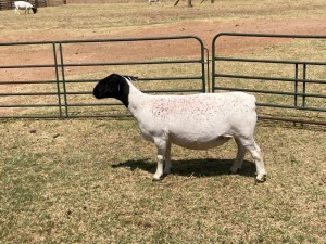 1X PREGNANT STUD DORPER OOI/EWE ERINA DORPERS