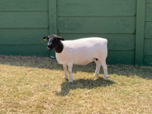 1X FLOCK DORPER OOI/EWE ERINA DORPERS