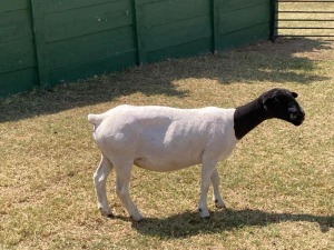 1X PREGNANT FLOCK DORPER OOI/EWE ERINA DORPERS