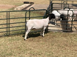 1X STUD DORPER OOI/EWE ERINA DORPERS