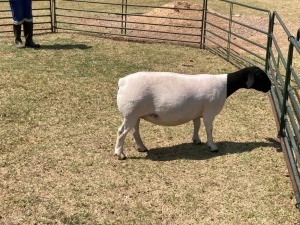 1X PREGNANT FLOCK DORPER OOI/EWE ERINA DORPERS