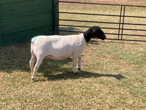 1X PREGNANT STUD DORPER OOI/EWE ERINA DORPERS