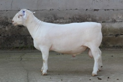 1X FLOCK WHITE DORPER RAM JTV WITDORPERS
