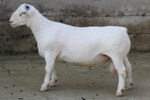 1X FLOCK WHITE DORPER RAM JTV WITDORPERS