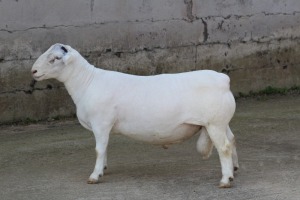 1X FLOCK WHITE DORPER RAM JTV WITDORPERS