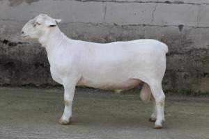 1X FLOCK WHITE DORPER RAM JTV WITDORPERS