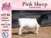 1X PREGNANT FLOCK DORPER OOI/EWE PINK SHEEP DORPERS - 3