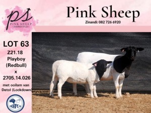 1+1X FLOCK DORPER OOI/EWE PINK SHEEP DORPERS