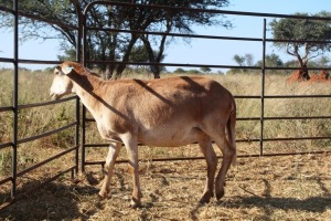 1X OOI/EWE Thaba Meatmasters - Chris Barkhuizen - 076 8506726 (Highest Bidder may choose A, B or C of Lot round or take all - Pay per piece. Choice once per Lot round, Rest to take all)